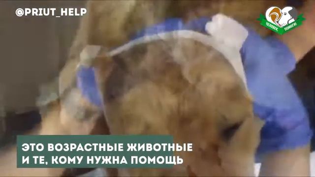 Тяжёлые будни приюта для животных смотреть онлайн