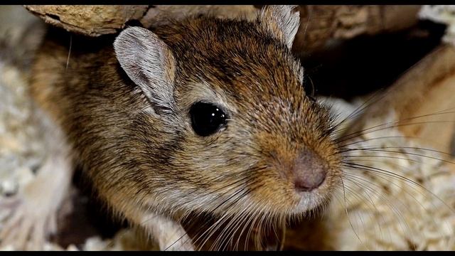 Избавилась от мышей за 1 раз! Рабочий способ Как избавиться от мышей За 1 раз! смотреть онлайн