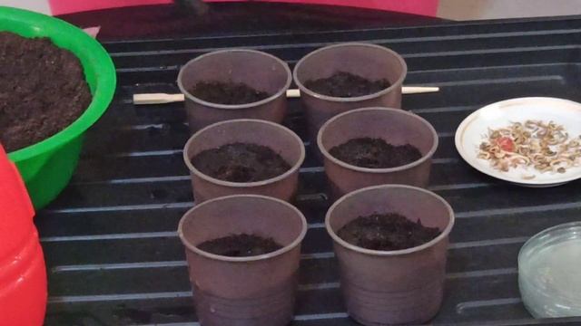 Как сеять календулу(ноготки) на рассаду