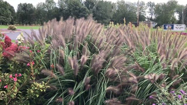 Pennisetum 'Red Head' Grass | Www.gardencrossings.com