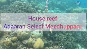 Adaaran Select Meedhupparu, Мальдивы. Домашний риф