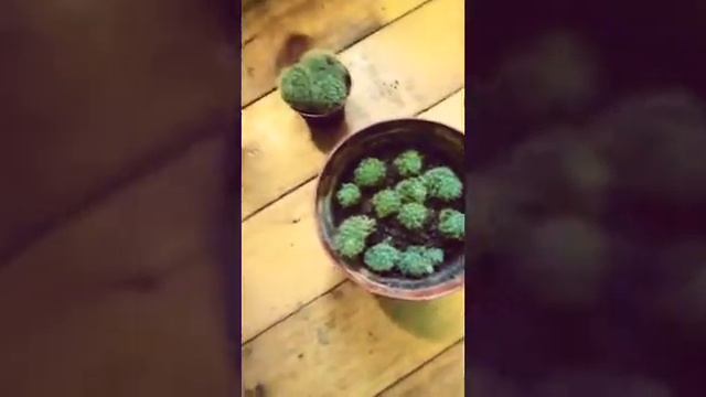 Моя коллекция кактусов и суккулентов