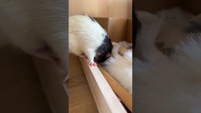 Грызун по имени Емельян #rat #крысы смотреть онлайн