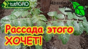 Припыленные томаты. Лишь ОДНО действие и ВСЯ ВЫСАЖЕННАЯ рассада в полном порядке!