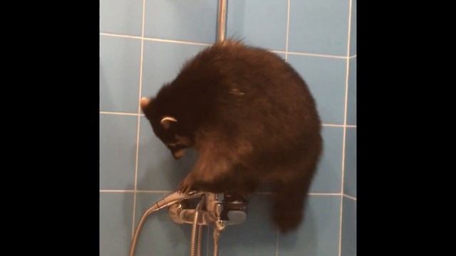 Как еноты живут дома ? As raccoons live at home ? смотреть онлайн