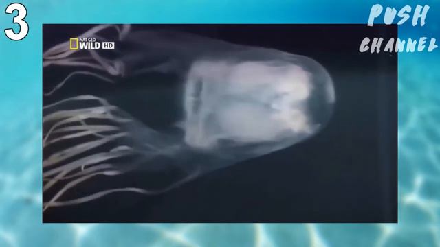 ТОП 5 САМЫХ ОПАСНЫХ ЖИВОТНЫХ Ч.1 смотреть онлайн