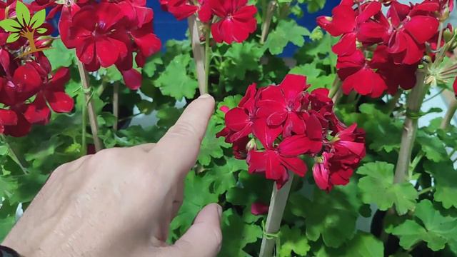 Apenas 1 colher faz gerânios explodir de tanto florir! Floração dos gerânios смотреть онлайн
