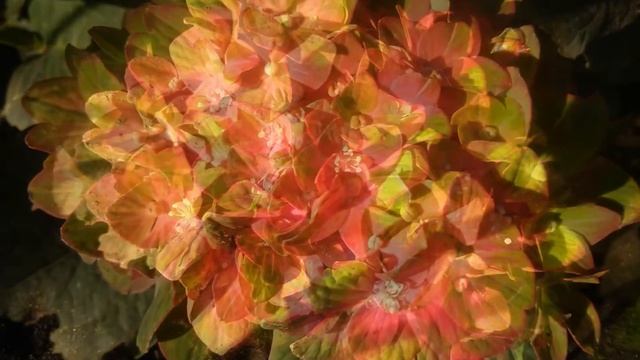Hydrangea macrophylla Forever & Ever Pistachio (SAXON 'Schloss Wackerbarth') 2015г. смотреть онлайн