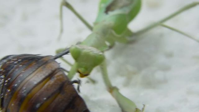 螳螂 VS 巨型蟑螂，結局讓人心痛！Thin Mantis vs giant cockroach смотреть онлайн
