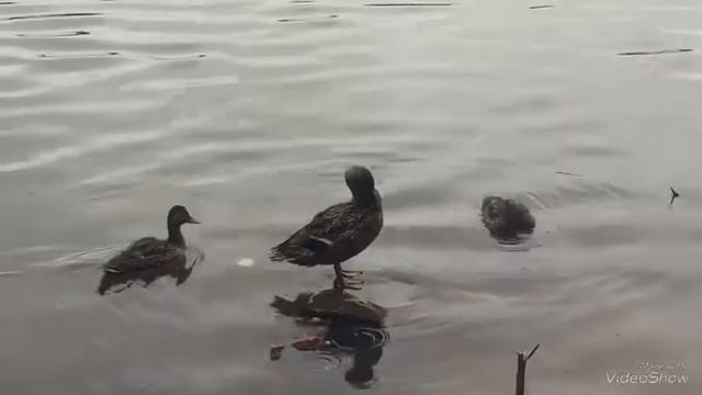 Один день со мной//Где Лето//Нашествие Улиток!!!