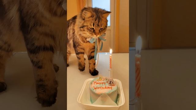 Сегодня, 26.04.2023, у Буси день рождения!