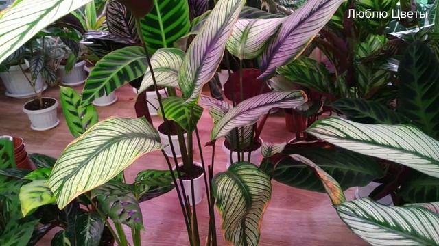 Моя коллекция марантовых 3/3 (Калатеи)