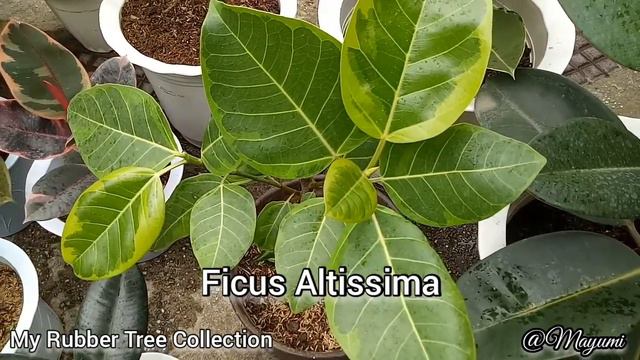 MY RUBBER TREE COLLECTION | DIFFERENT VARIETIES OF RUBBER TREE FICUS ELASTICA | PLANTITA MAYUMI смотреть онлайн