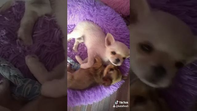 Чихуахуа продажа