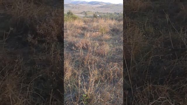 Bulgarian Tricolor Beagle смотреть онлайн