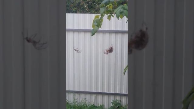 Ухаживание паука за огромной самкой паука) смотреть онлайн