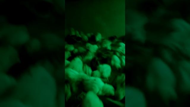 Брудер для цыплят смотреть онлайн