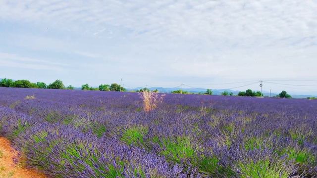 Lavender Fields in Valensole France plus Other Tourist Spots along the French Riviera смотреть онлайн