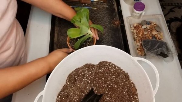 Potting Cuttings and Succulents (Rhipsalis, Epiphylum, Orchid Cactus)