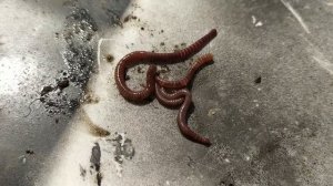 Как хранить ЧЕРВЕЙ для РЫБАЛКИ в ДОМАШНИХ УСЛОВИЯХ? У меня черви живут по 2-3 МЕСЯЦА