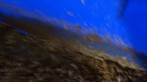 Бизнес идея- выращивание личинок Черная львинка