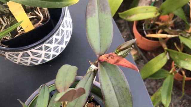 Orchid Haul:Apopka International Spring Orchid Festival sponsored by KrullSmith смотреть онлайн
