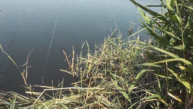 РЫБАЛКА | НОВОМИХАЙЛОВКА | КАРАСЬ БЕЗ ПЕРЕКУРУ смотреть онлайн