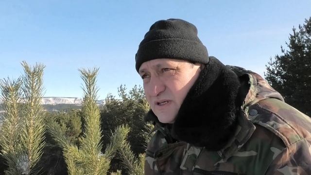 Когда собирать сосновые почки Пчеловодство смотреть онлайн
