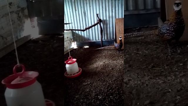 Фазан Королевский ,весенние деньки. смотреть онлайн