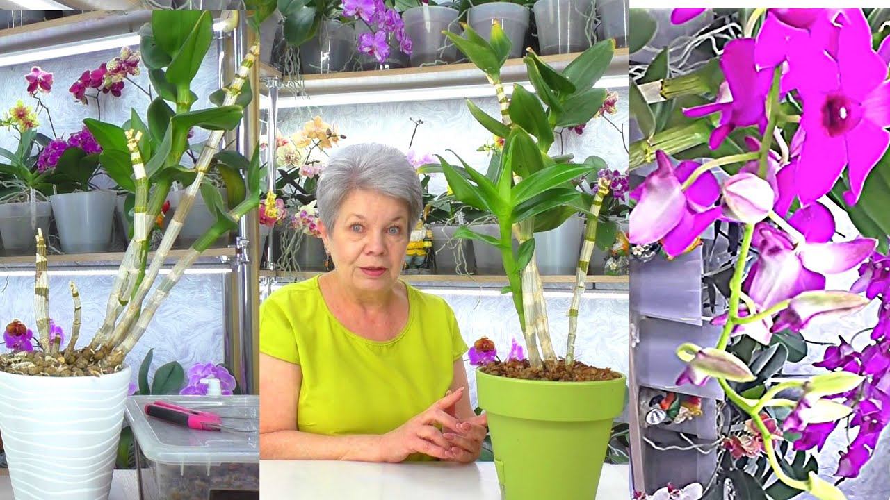 Часть 1. Дендрофаленопсис - как ПРАВИЛЬНО пересадить орхидею чтобы она снова зацвела? смотреть онлайн