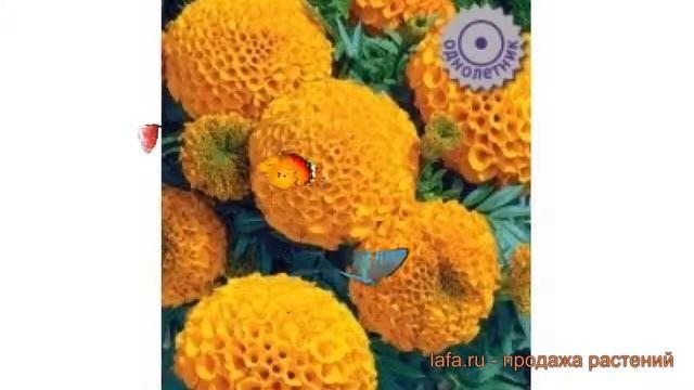 Бархатцы прямостоячая Оранж ? прямостоячая бархатцы Оранж обзор: как сажать, семена бархатцев Оранж смотреть онлайн