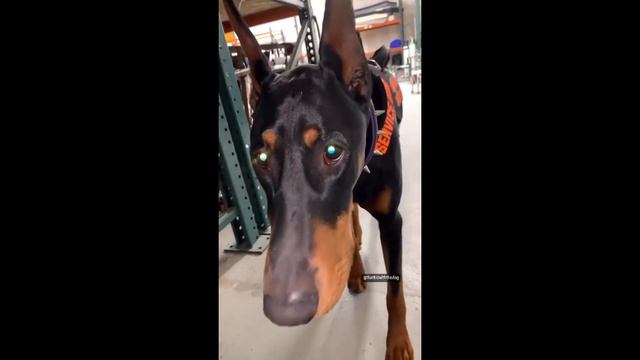 Doberman playfully stalks the camera смотреть онлайн
