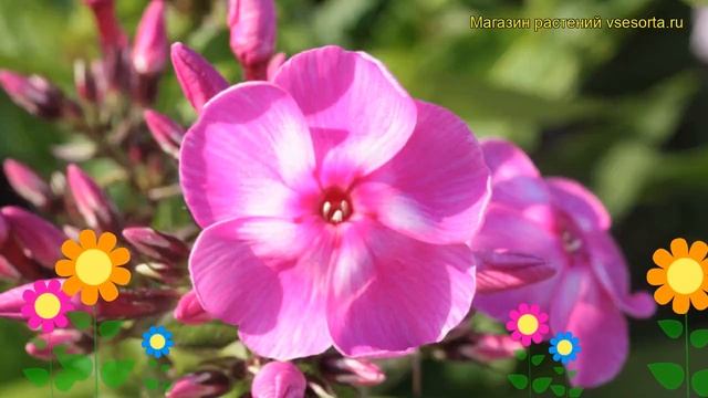Флокс метельчатый Купчиха. Краткий обзор, описание характеристик phlox paniculata Coopchiha смотреть онлайн