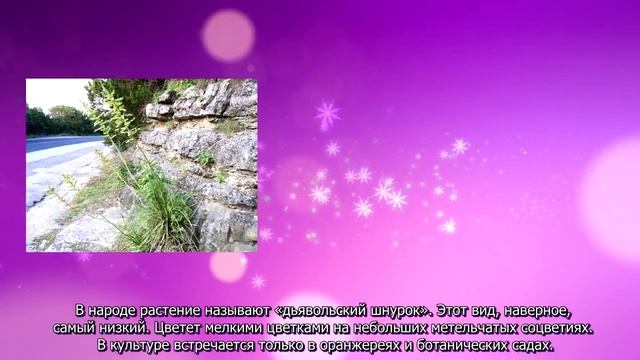 Виды нолины смотреть онлайн