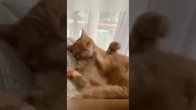 Немного котиков и собеседование в вашу ленту. смотреть онлайн