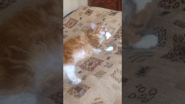 Мейнкун ТВ: Карамель и маникюр смотреть онлайн