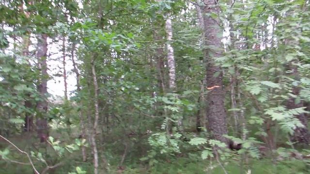 Древнее городище Городок. Дер. Городище. Печорский район. Псковская обл. смотреть онлайн