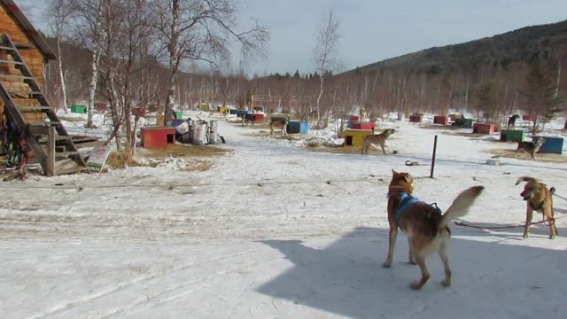 Байкальский лёд 7 март 2015 Катание на собаках смотреть онлайн