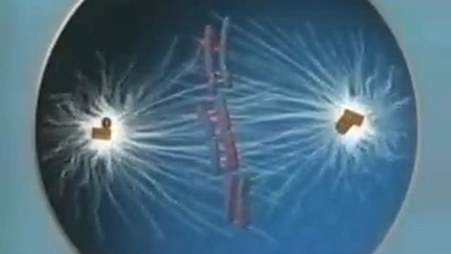 Meiosis смотреть онлайн