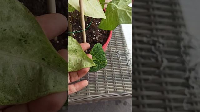 Caladium Frog In The Blender
