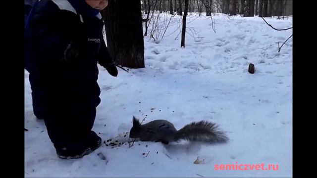 🧒🦨 Дети и белки. Дети кормят белок смотреть онлайн