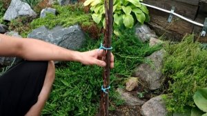 Как вырастить плакучий можжевельник из стелющегося. Или как я чистил клумбу. (Читаем Описание)