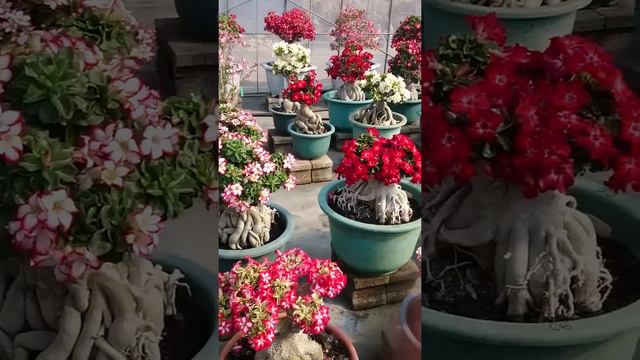 Adenium Obesum Mini Size || Adenium Mini || Taiwan Mini || Adenium Bonsai || Adenium Flowers