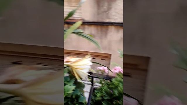 Сезонные растения, хоть и недолговечны,они прекрасны, красота спасет мир. смотреть онлайн