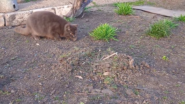 Цей лінивець все ж таки спіймав мишку смотреть онлайн