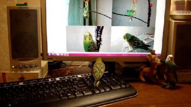 Хочу девочку ! смотреть онлайн