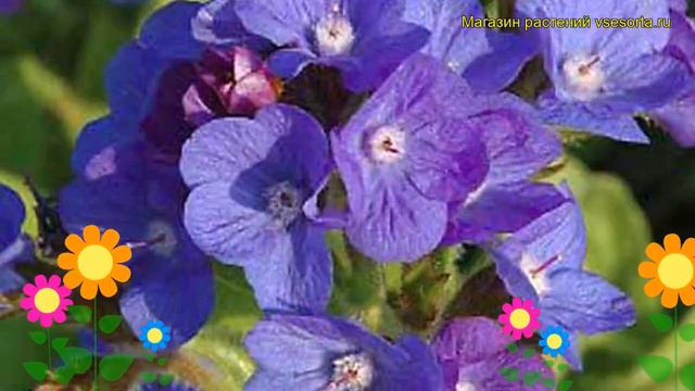 Анхуза итальянская Лоддон Ройалист. Краткий обзор, описание Anchusa Italics Loddon Royalist