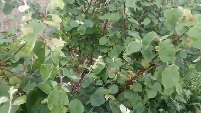 Айва плодоносит и цветёт одновременно смотреть онлайн