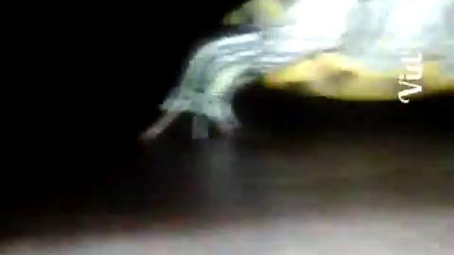 ЧЕРЕПАХА-УБЙЦА смотреть онлайн