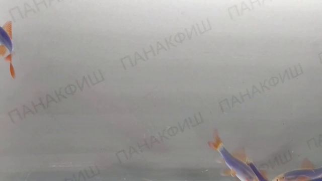 Лабео радужный альбинос синий ГЛО (Labeo frenatus) смотреть онлайн